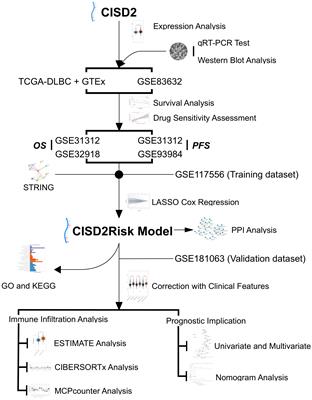 Comprehensive analysis of the prognostic implication and immune infiltration of CISD2 in diffuse large B-cell lymphoma